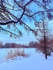 white snowy winter park with trees, buches, iced pond