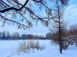 white snowy winter park with trees, buches, iced pond
