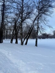 white snowy winter park with trees, buches, iced pond