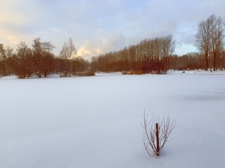 white snowy winter park with trees, buches, iced pond