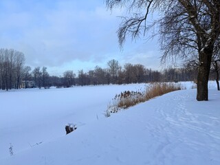 white snowy winter park with trees, buches, iced pond