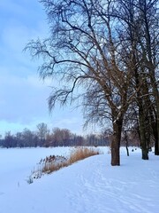 white snowy winter park with trees, buches, iced pond