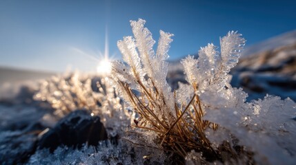 Frost blankets grass and small plants, sparkling under the morning sun. The landscape shows a blend of cold and warmth, highlighting a serene winter scene.