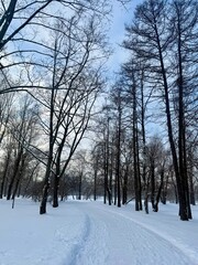 white snowy winter park with trees, buches, iced pond