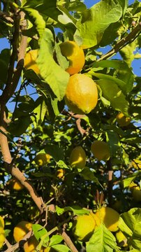 CLOSE UP, VERTICAL: Sunlight filters through green leaves, illuminating ripe yellow lemons on a vibrant citrus tree. Classic Mediterranean orchard brimming with freshness and the abundance of nature.