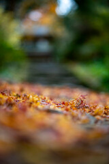 鎌倉251227　浄智寺4　落ち葉