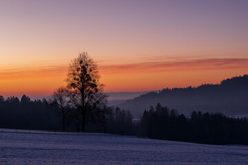 A snow-covered landscape with a single very tall tree in the early morning, just before sunrise.