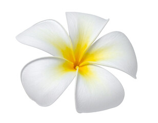 Beautiful frangipani flower isolated on white or transparent background  