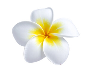 Beautiful frangipani flower isolated on white or transparent background