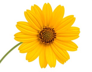 Close-up of a vibrant yellow bloom with a dark center. The petals radiate outwards. White background