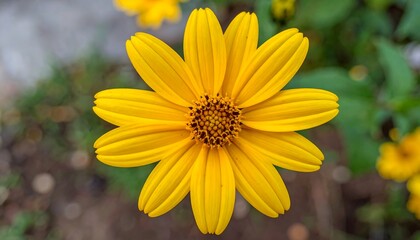 Close-up of a vibrant yellow bloom with numerous petals and a dark center, set against a blurred background