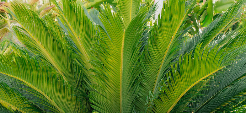 Green cycas palm leaves in tropical garden creating dense natural summer jungle background texture