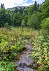 the sources of a mountain river high in the mountains on alpine meadows during the melting of snow, morning in nature