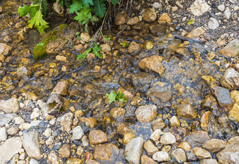 the sources of a mountain river high in the mountains on alpine meadows during the melting of snow, morning in nature