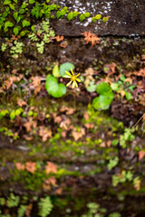 鎌倉251227　建長寺1　ツワブキ