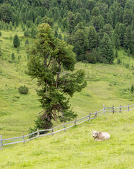 Hiking around Scuol, Swiss Alps