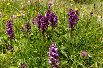 Hiking around Scuol, Swiss Alps