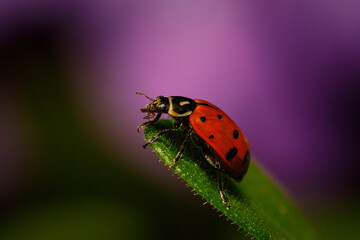 Ladybug on leaf with purple background