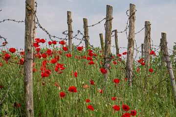 Red poppies growing along World War One trench with barbed wire fence in Flanders Fields, Belgium, symbol of remembrance and sacrifice