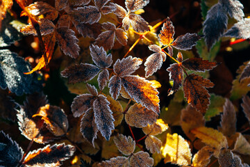 frosty autumn leaves