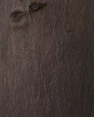 Fondo textura eucalipto