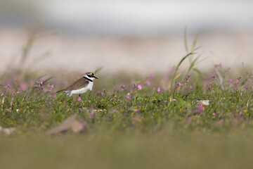 Side view of a Little Ringed Plover walking through a blooming spring meadow, wildlife photography.