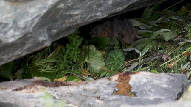 A pika sits on a large rock. Close-up. Altai