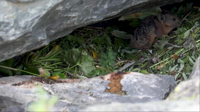 A pika sits on a large rock. Close-up. Altai
