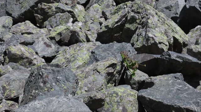 A pika sits on a large rock. Close-up. Altai