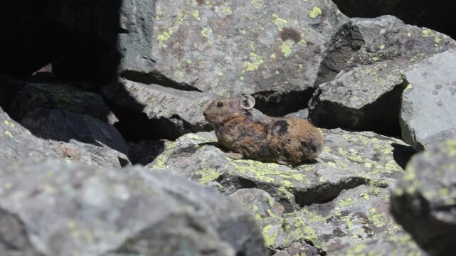 A pika sits on a large rock. Close-up. Altai