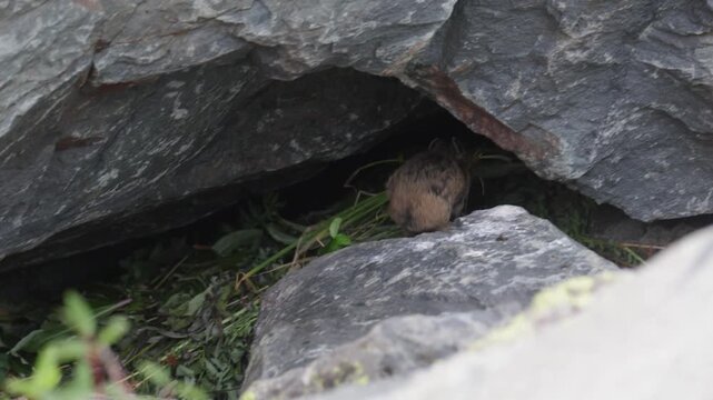 A pika sits on a large rock. Close-up. Altai