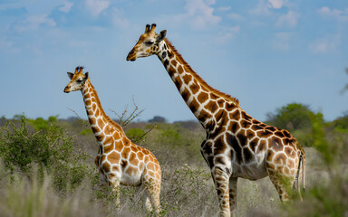 Obraz premium Majestic Giraffes in African Savanna | Wildlife Safari with Giraffes | African Giraffes in Natural Habitat | Tallest Animals of the Wild | Peaceful Savanna Wildlife Scene | Giraffes Grazing on Open.
