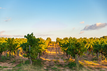 Vineyards at dawn, Pourcieux, Provence Alpes Cote d'Azur, France, Europe