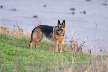 German Shepherd on a walk in the park
