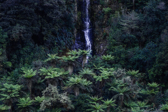 High-resolution vertical waterfall cascading through dense temperate rainforest foliage featuring prominent tree ferns. Perfect for eco-conscious branding and travel editorials