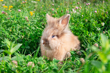 Easter bunny in green grass in spring