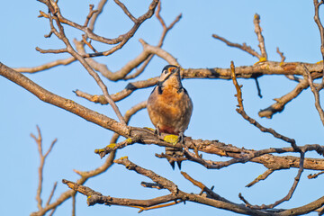  photo of a woodpecker