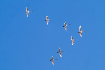 flying swans against a blue sky