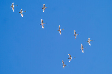 Obraz premium flying swans against a blue sky