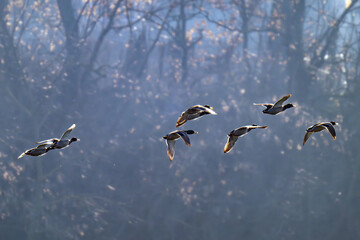 Obraz premium ducks flying over a river