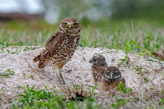 Burrowing Owl with chicks