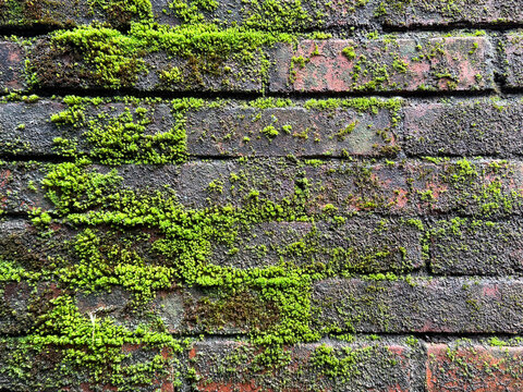 Close up of weathered exposed brick wall with green moss creeping and growing on the surface. Decomposed ancient bricks, suitable for rustic vintage background. Seamless texture.