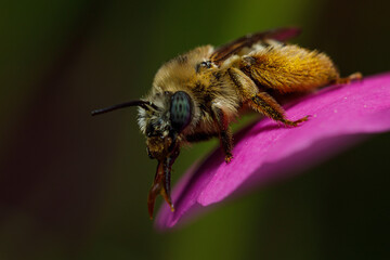 Melissodes Bee on pink flower petal with proboscis in full view