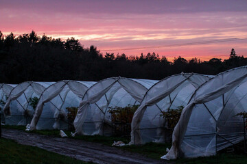 Plastic tunnels with raspberry plants during the fall and winter. A beautiful sunset is in the background. The raspberry plants in the greenhouse are protected from wind and cold.