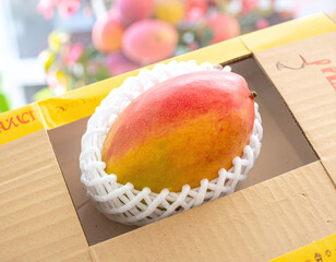 Obraz premium Premium tropical mango nestled in white foam packaging within a cardboard box. This highquality fruit image represents fresh delivery, organic harvest, and luxury exotic food distribution.