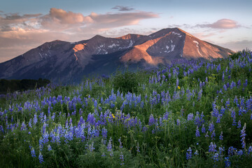 Lupine and Peaks
