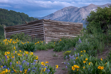 Old Cabin in Wildflowers