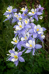 Columbine Bouquet