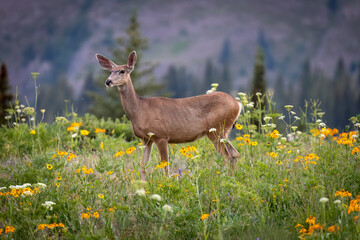 deer in the meadow