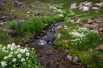 Flowers and Stream